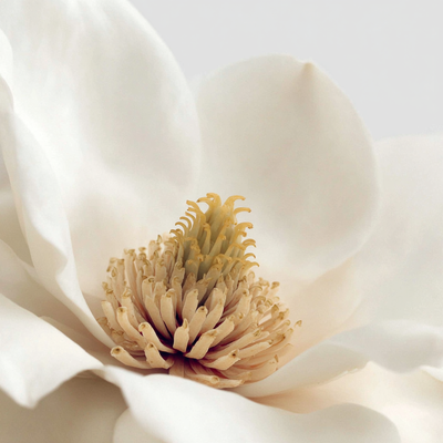 Magnolia Flower Extract
